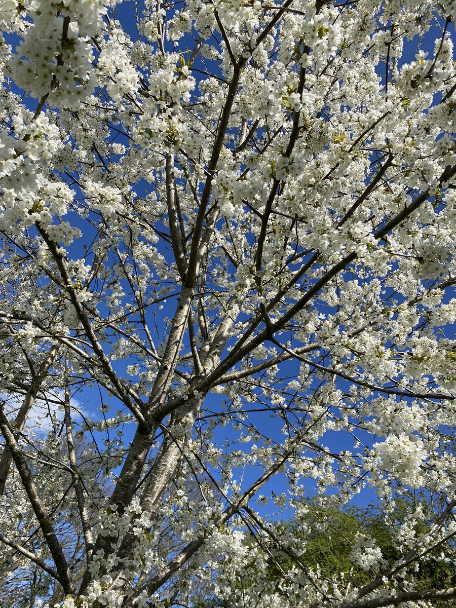 VickiaDSN's tweet image. Spring has sprung

#ilovespring #Spring #faveseason #April