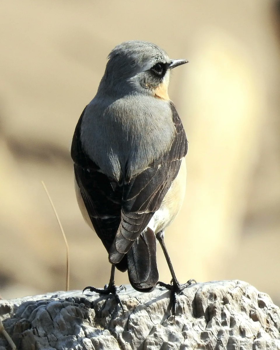 PhilNaylor2's tweet photo. Handsome male #northernwheatear today at #crowpoint today @Natures_Voice @_BTO @birdersjournal #birds #birdphotography #wildlife #wildlifephotography #nature #natirephotography #birding #birdsseenin2023 #springmigration2023 https://t.co/o1HJt7w91B