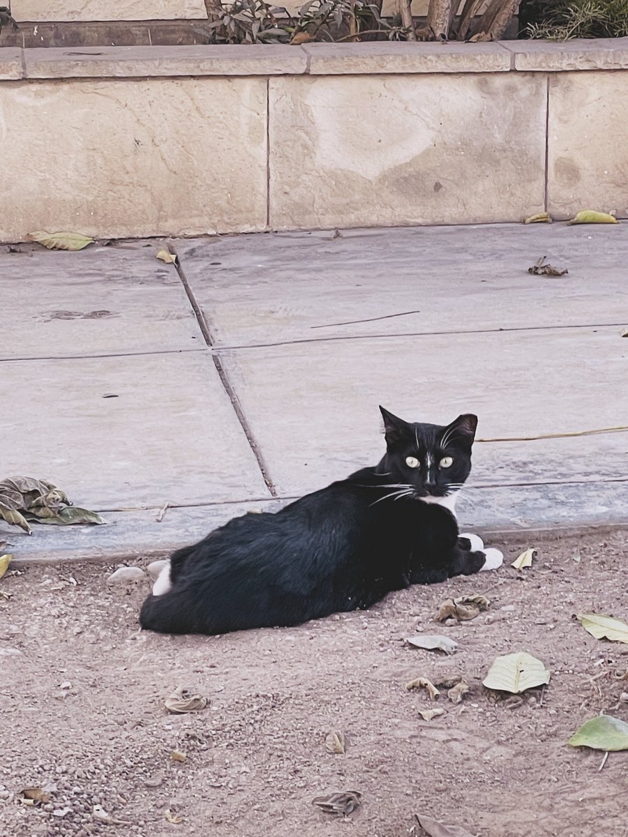 Adoptamiu tweet media