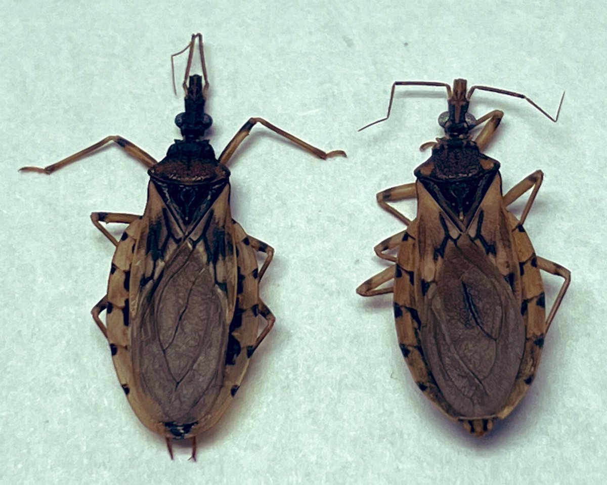 Name that triatomine! Collected in Paraguay and invading research station in Gran Chaco. Vector #Chagas in this region. Behavior reminds me of Triatoma rubida from southwest US. #WorldChagasDay is April 14th! Post your #kissingbug pictures!