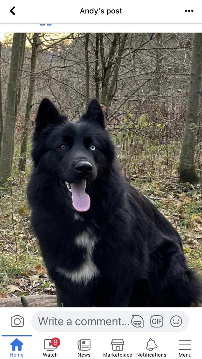 MaxRpd's tweet photo. Missing Dog Ripon Yorkshire https://t.co/i4dQmM7zS6