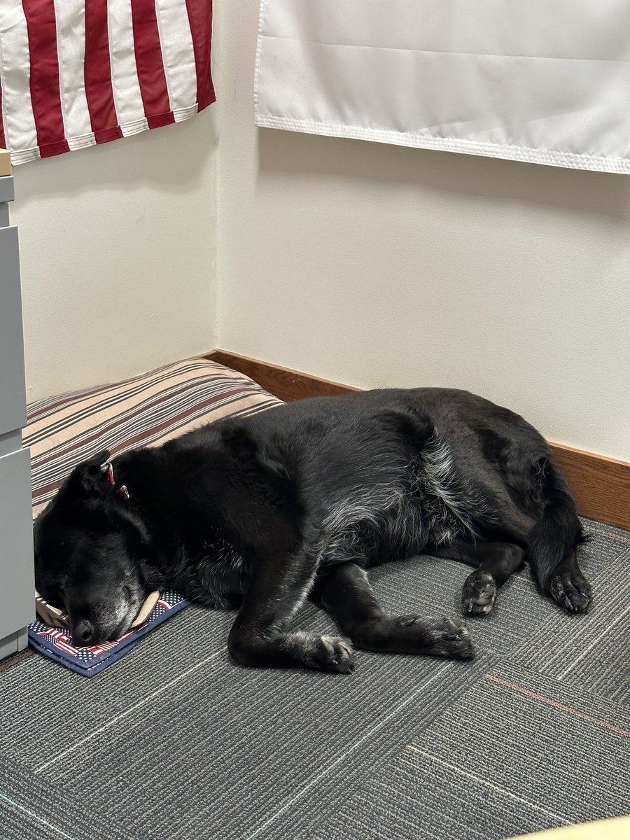 @Grump3171 @RobCSAO17 @jimgeeting @TrumplicanWIN Met w/a Veterans Services Officer yesterday!This is Bailey! 😍His🐕‍🦺My sister&I melted! The young man is a vet himself,so helpful! I’m 100% that our military is THEE best of the best! But now? 1000%!!! #ThankAVet #BaileyBaileyBailey