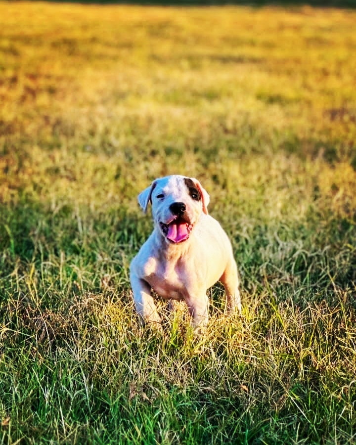 Mini Po !!! #campo #doglove  #🐶