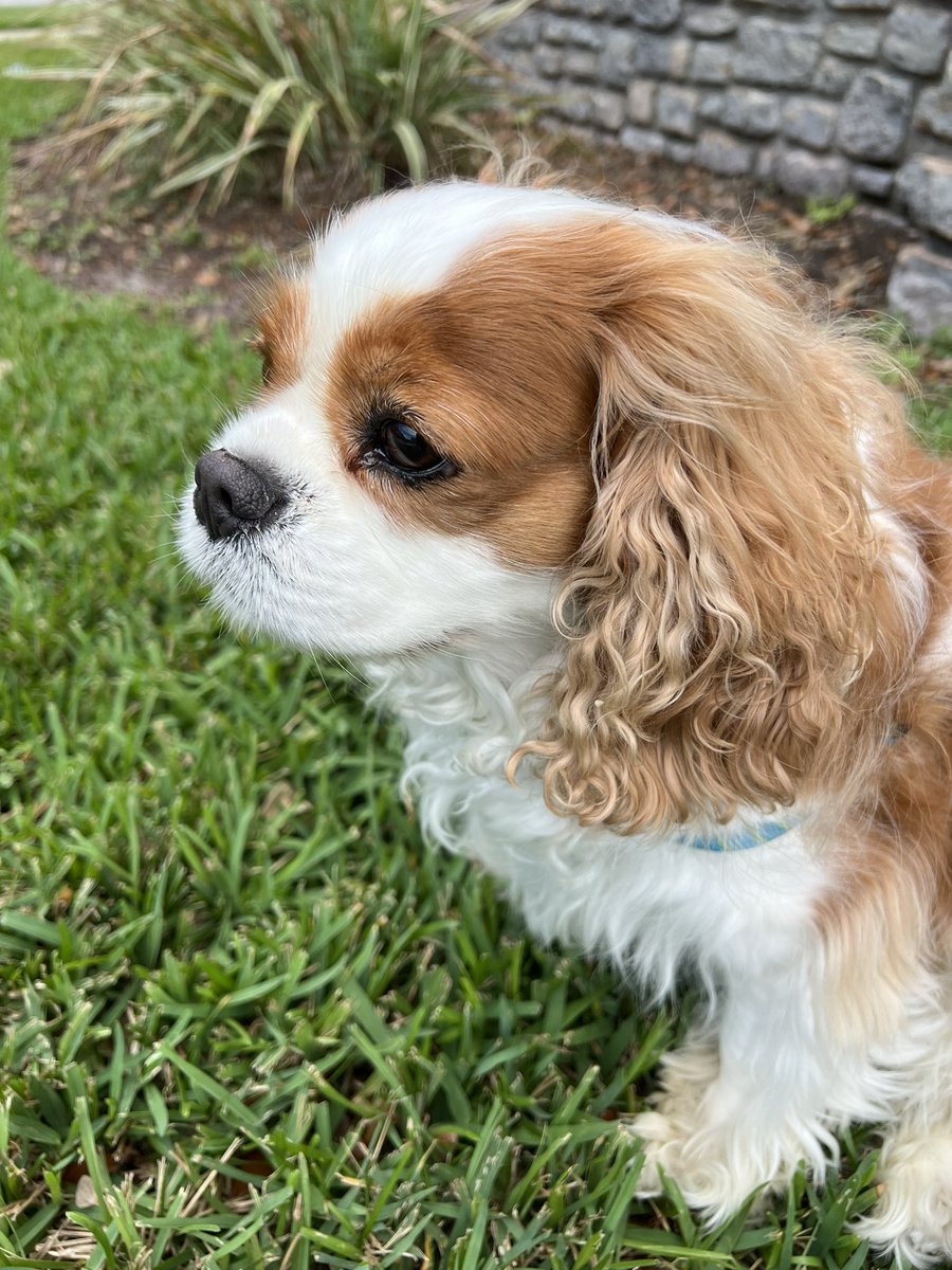 KellyNoseyroo's tweet image. We were just #finking about her too, PL. 🥹 Bet all of of #cavpack is. 😘😘