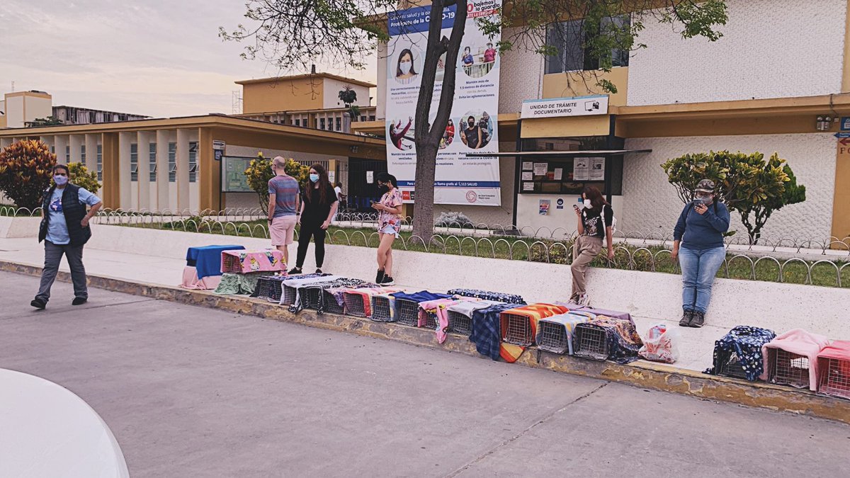 Adoptamiu tweet media