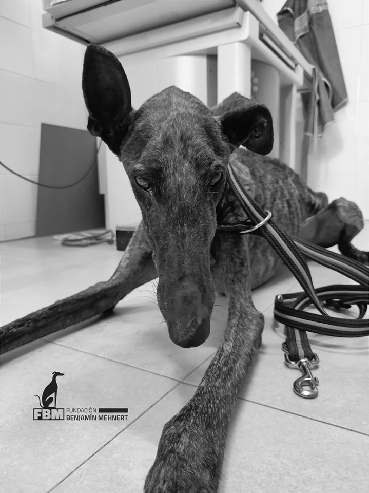 ACTUALIZACION:  Huri ya descansa en paz... Todos esperábamos que el milagro ocurriese, pero a veces el injusto destino hace de las suyas y nos rompe todos los esquemas y también el corazón en pedazos Descansa en paz pequeño de nuestra alma  #MismosPerrosMismaLey
Gracias FBM