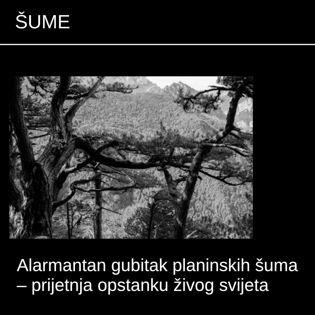 ridarhiva's tweet photo. Za  42% gubitaka planinskih šuma odgovorna je sječa, za 29% šumski požari,  za 15% sječa i spaljivanje radi obrađivanja tla, a za 10% polutrajna i  trajna poljoprivreda.
#priroda #drvece #drvo #stablo #bih #sarajevo

Više na:
https://t.co/INtXLJZWKj https://t.co/qN6n1y033q