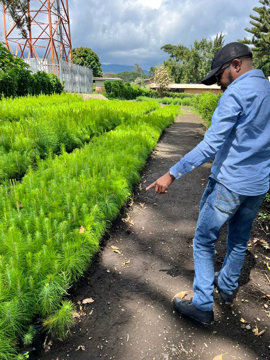 mviwaarusha's tweet photo. Today our programs officer Mr. Damian Sulumo together with the forestry officer from Arusha DC and the TFS officer's counterparts visited the Olmotonyi nursery to hunt for more trees to support the trees planting campaign.
#Treeforthefuture @IlesDePaix @sulumod @AyesigaBuberwa https://t.co/cMJmdw0LtT