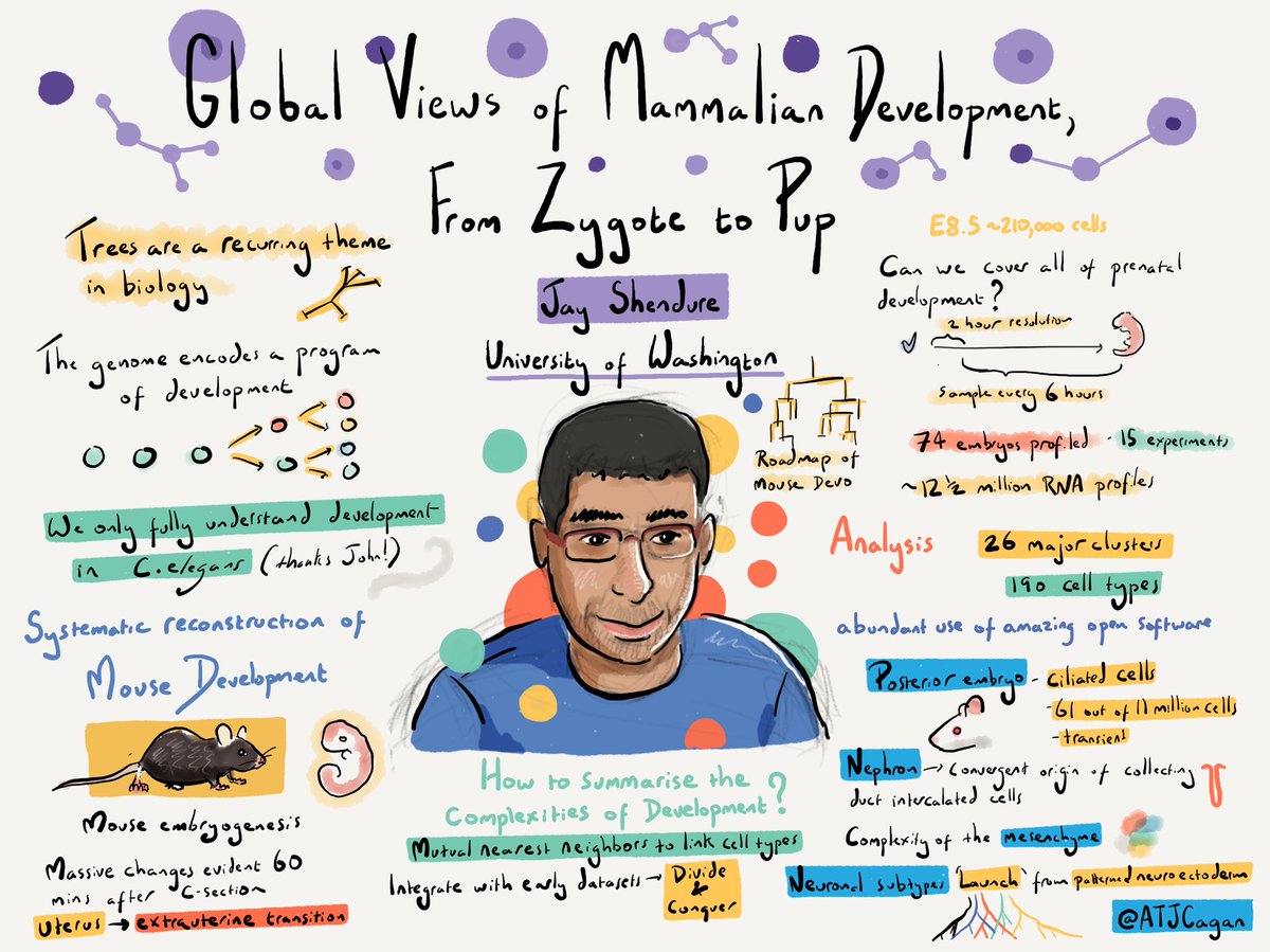 A single cell time lapse of mammalian development from <a href="/JShendure/">Jay Shendure</a> #singlecellgenomicsday
