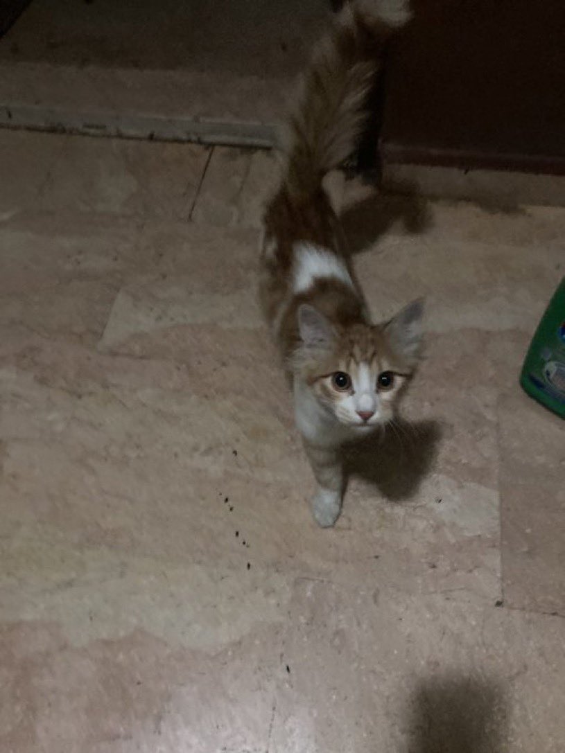 Ankara Elvankent. Kaybı olan var mı? Boynunda mavi tasması var. Binaya sığınmış çok korkmuş ve çok ağlıyor.

<a href="/kgokdemiir/">Kübra</a>