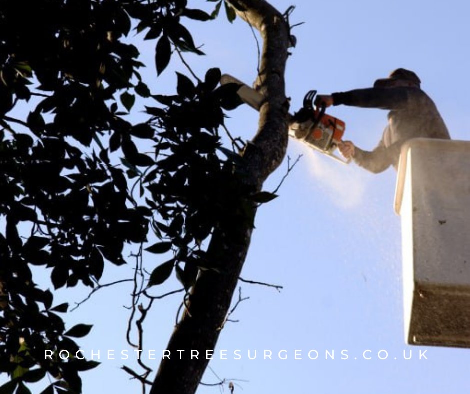 rochester_tree's tweet image. Invest in your property's value with professional tree care services. Our team of certified arborists will ensure that your trees are healthy, thriving, and add value to your landscape. Call Rochester Tree Surgeons now!
#treecutting #treeproblems #treeservices