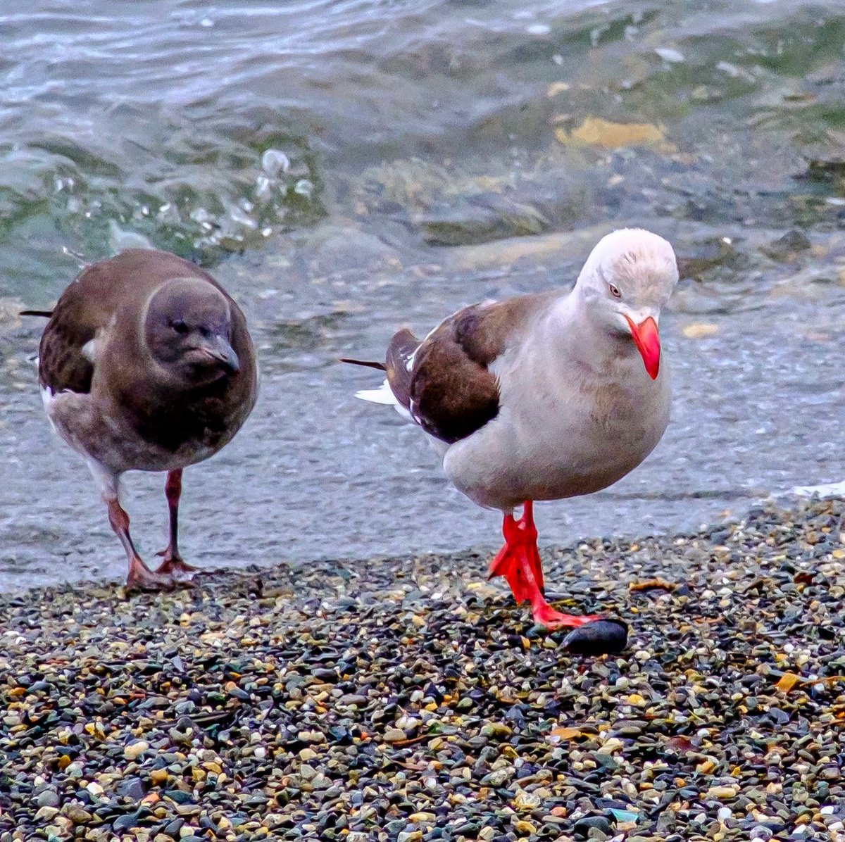 GeofotoF's tweet photo. “Here We Come” Made this image in Puerto Arenas, Chile area of a mature and a juvenile Dolphin Gull. #dolphingull #birdwatching #naturelovers #wildlifephotography #photooftheday #portraits #FlashbackFriday #myvikingstory #fujifilm https://t.co/bimAxmByZL
