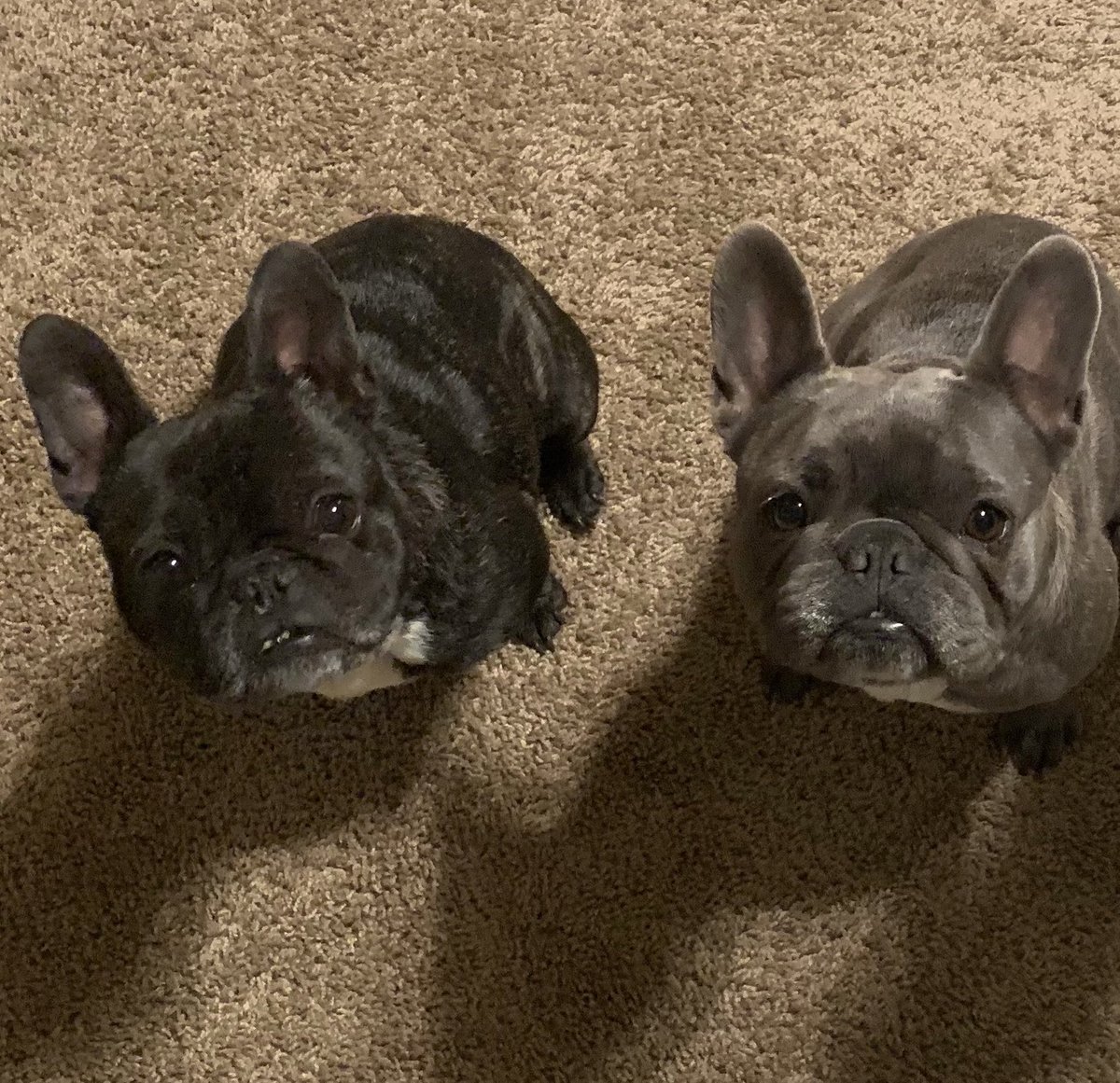 Welcome to #teamfrenchie ⁦<a href="/RyanEversley/">Ryan Eversley</a>⁩