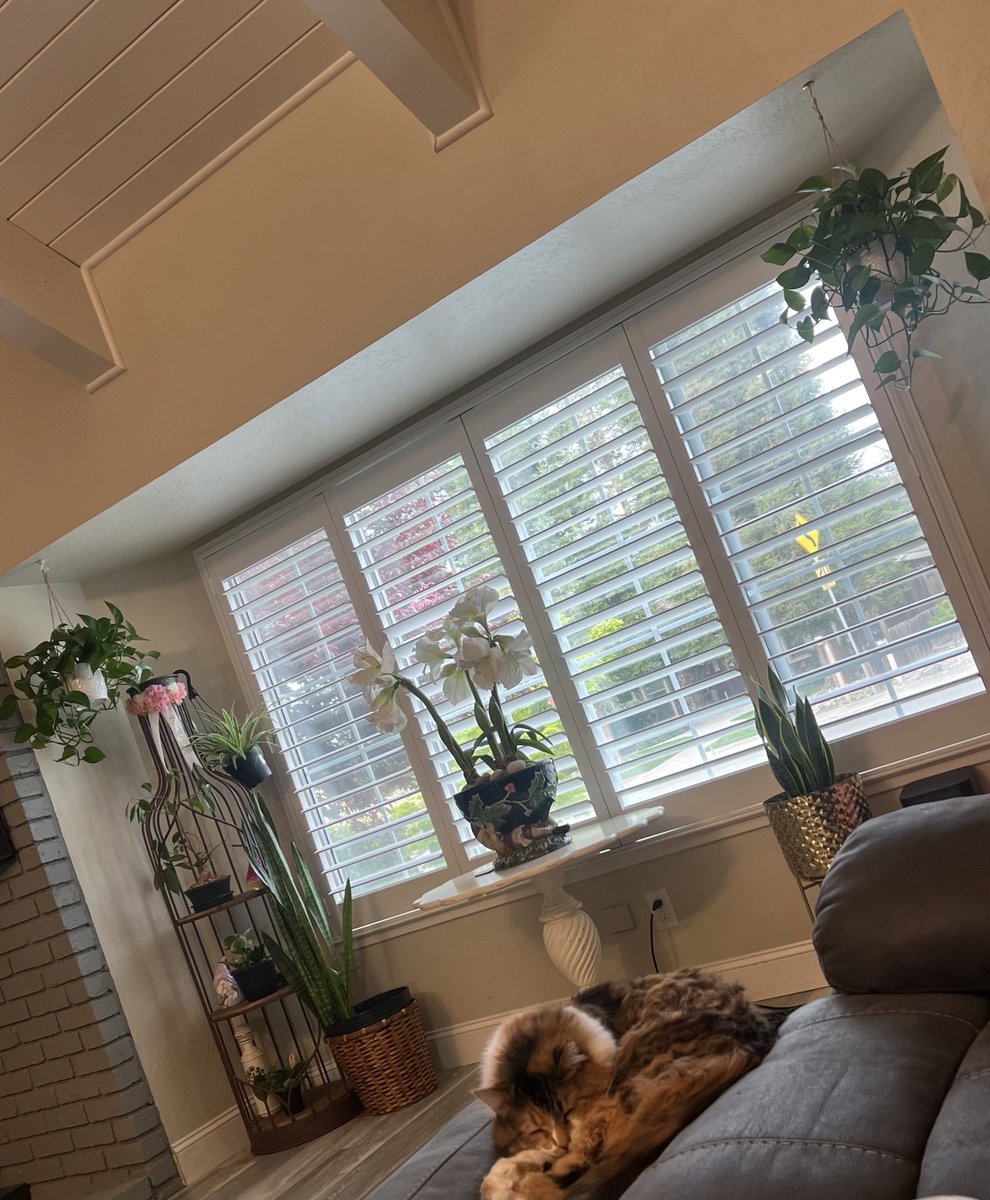 Yup I guess you can say I’m a plant lady now 😅🤣🌿

For some reason they make me smile &amp; feel at peace ☮️