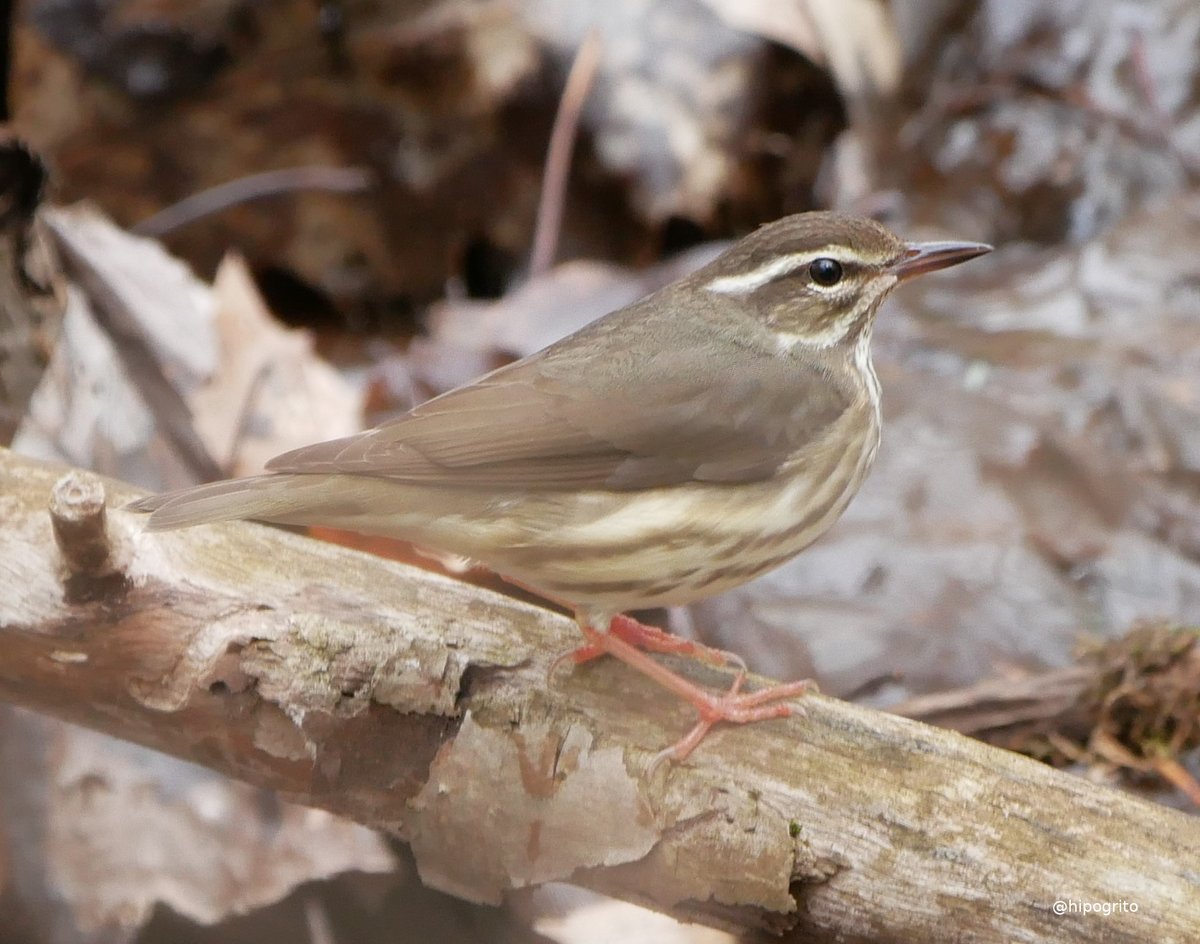 hipogrito's tweet photo. Louisiana Waterthrush
Catskills, NY
This one is indeed a #lifer for me. Have seen the very similar Northern Waterthrush before but not this one. I'm confident with the ID.
#birds #BirdsSeenIn2023 #birding #birdwatching #birdphotography #birdsoftw https://t.co/lw7nrLiwUE