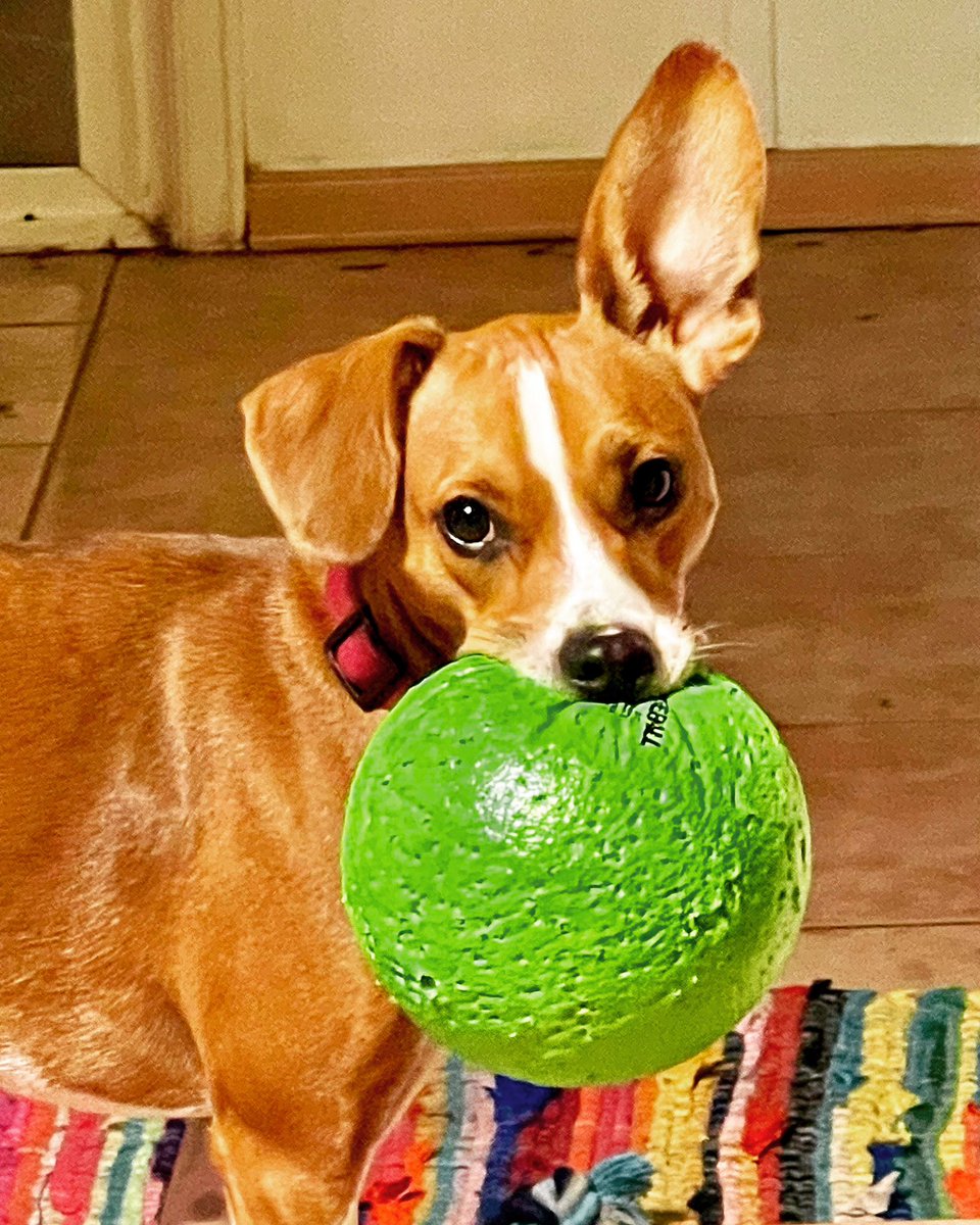 GregFrisbeeShow's tweet photo. @jeanbean81582 Here is my dog.  Looking ridiculous. https://t.co/8dEBpIAoRF