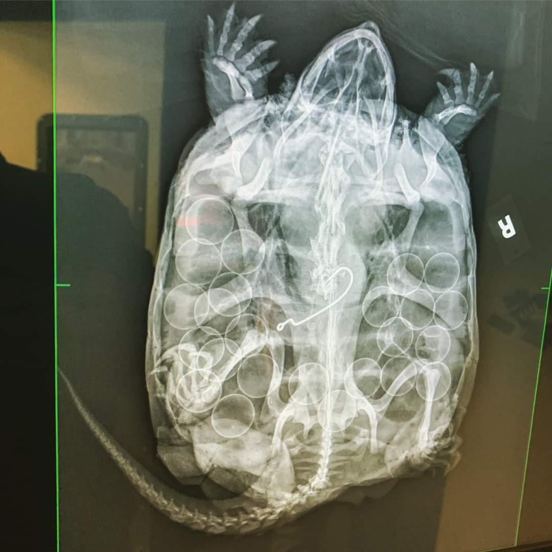 InformaCosmos's tweet image. Está es una radiografía de una tortuga caimán (Macrochelys temminckii) que ingresó con un veterinario luego de ser atropellada por un automóvil.

Estaba claro que iba camino de anidar, pero los huevos no eran lo único que aparecía en la pantalla. 

Solo mira el tamaño de ese…