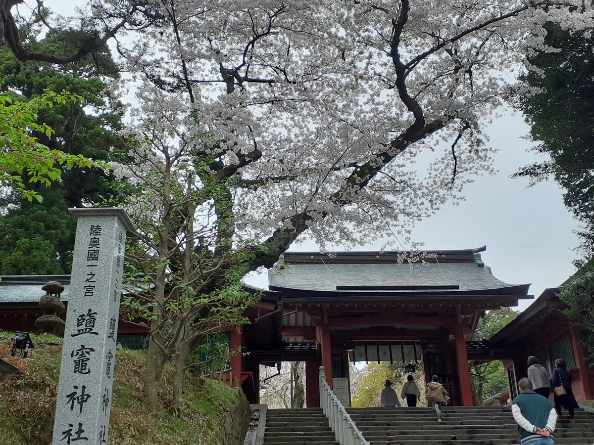 tousinkucho's tweet photo. 本日は塩釜神社にて安全祈願を行いました。
桜🌸が見事でした。
午後からは社内全体会議です。 https://t.co/ObO1cy79Un