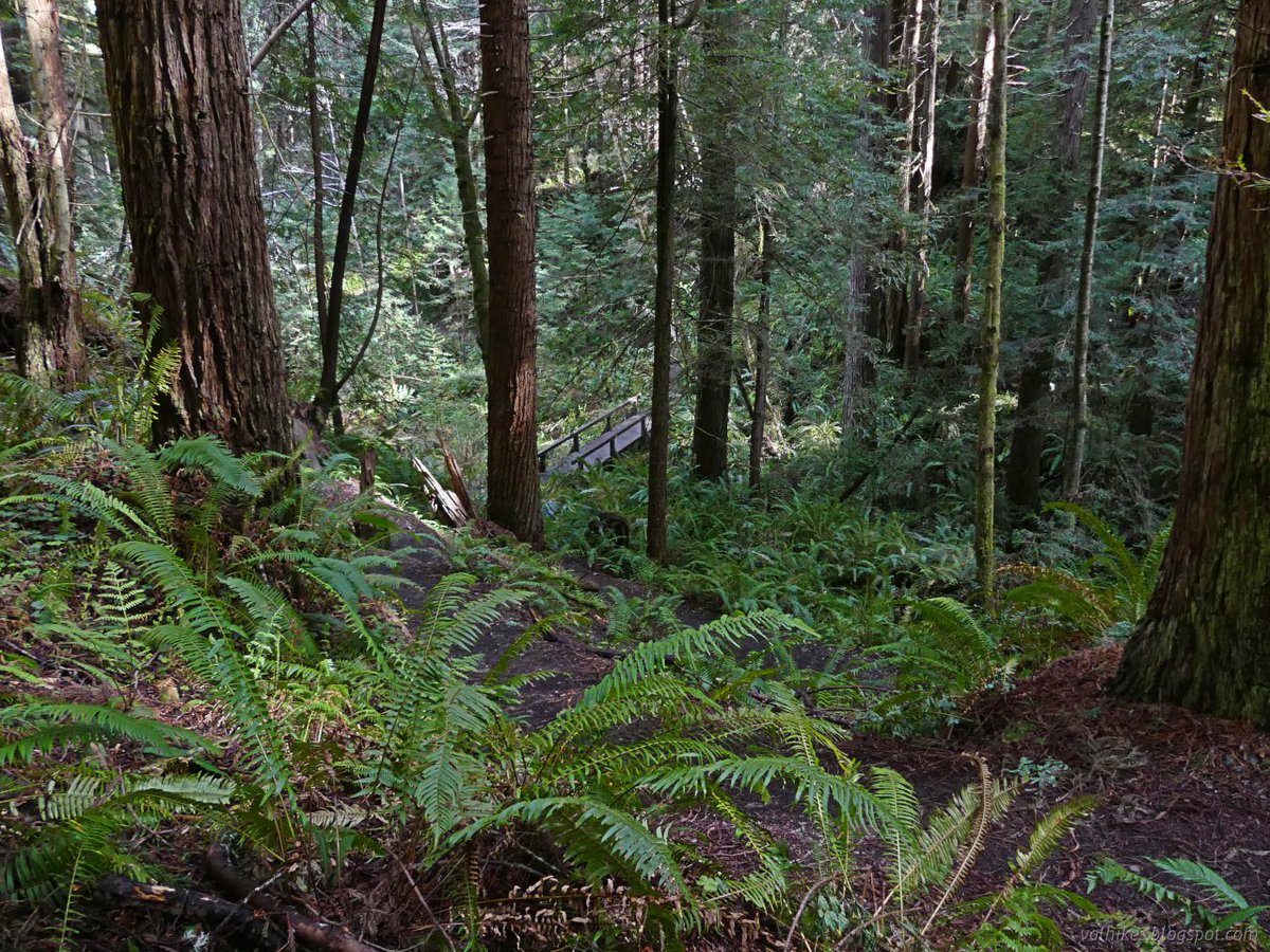 hikingchemist's tweet photo. It's already time for the skunk cabbage blooms and they seemed very happy with all the water as I criss-crossed Janes Creek in this multiloop route. More here: https://t.co/fyEY7uIVak
#hiking #dayhike #ArcataCommunityForest #California #forest #wildflowers #nature #landscape https://t.co/RwCyuuTNWY