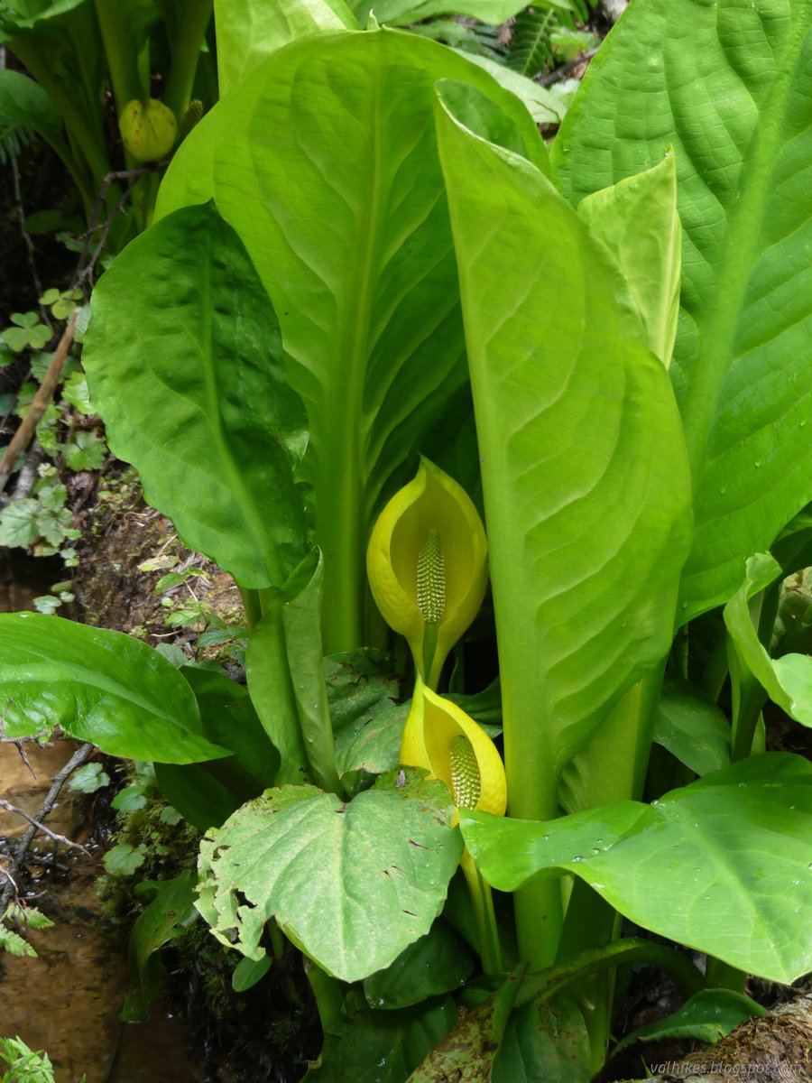 hikingchemist's tweet photo. It's already time for the skunk cabbage blooms and they seemed very happy with all the water as I criss-crossed Janes Creek in this multiloop route. More here: https://t.co/fyEY7uIVak
#hiking #dayhike #ArcataCommunityForest #California #forest #wildflowers #nature #landscape https://t.co/RwCyuuTNWY