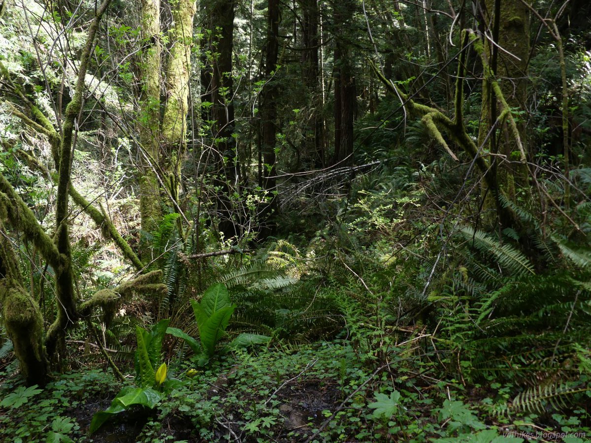 hikingchemist's tweet photo. It's already time for the skunk cabbage blooms and they seemed very happy with all the water as I criss-crossed Janes Creek in this multiloop route. More here: https://t.co/fyEY7uIVak
#hiking #dayhike #ArcataCommunityForest #California #forest #wildflowers #nature #landscape https://t.co/RwCyuuTNWY