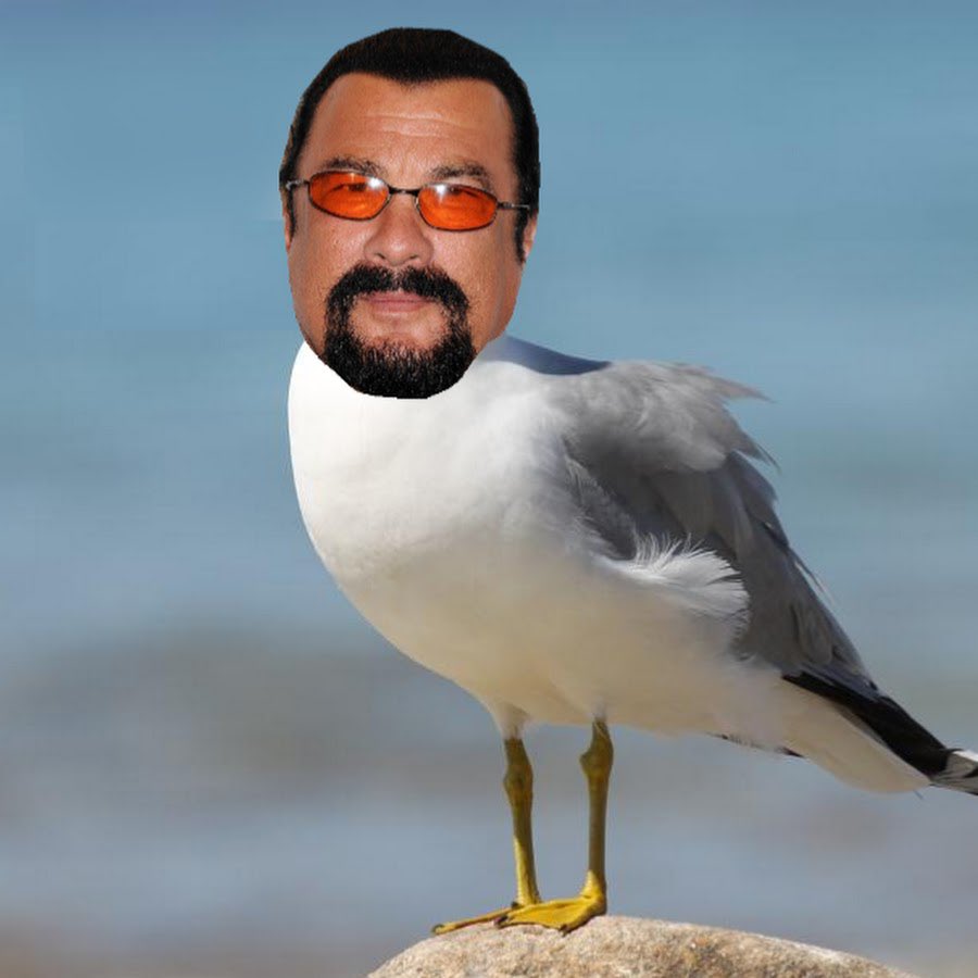 JustinYeahhhh's tweet image. #StevenSeagull