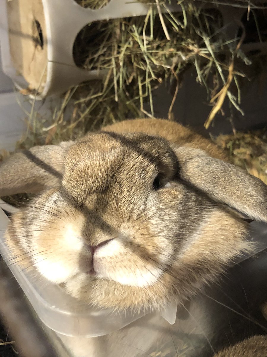 ppengee's tweet photo. my smooshie loves https://t.co/EVBYWAdsAj