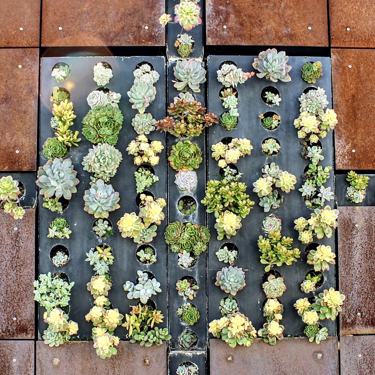 GachinaLM's tweet photo. Yesterday, we had the opportunity to pop by one of our client properties and snap a few pics of this beautiful succulent wall. Stunning &amp; drought friendly. 

#succulentwall #succulentwallart #landscaping #landscapingdesign #bayarealandscaping #bayareagardening #wallart https://t.co/phloQAMjpe