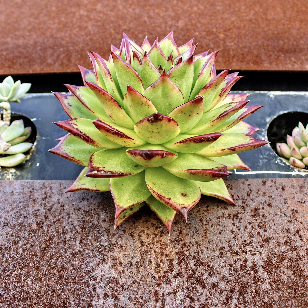 Yesterday, we had the opportunity to pop by one of our client properties and snap a few pics of this beautiful succulent wall. Stunning &amp; drought friendly. 

#succulentwall #succulentwallart #landscaping #landscapingdesign #bayarealandscaping #bayareagardening #wallart