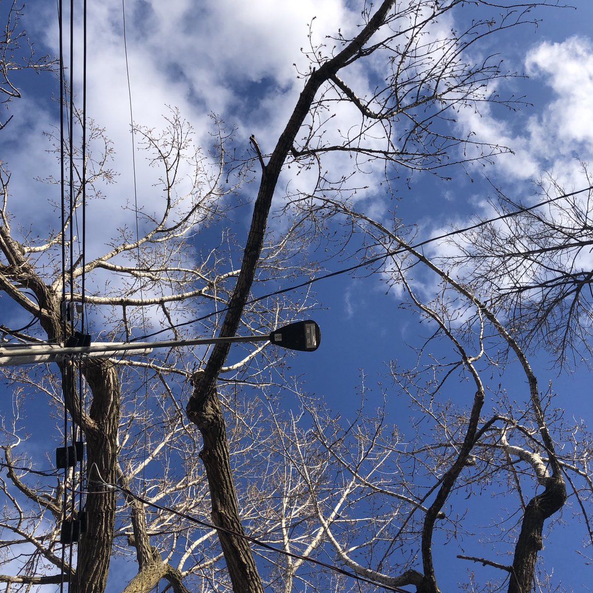 Supergopher's tweet image. J’aimerais bien entendre un expert sur les pratiques d’émondages à Montréal. Un incendie a débuté dans le premier arbre mercredi soir et les pompiers ont dû intervenir. Est-ce c’est normal qu’autant de branches demeurent au-dessus des fils électriques?