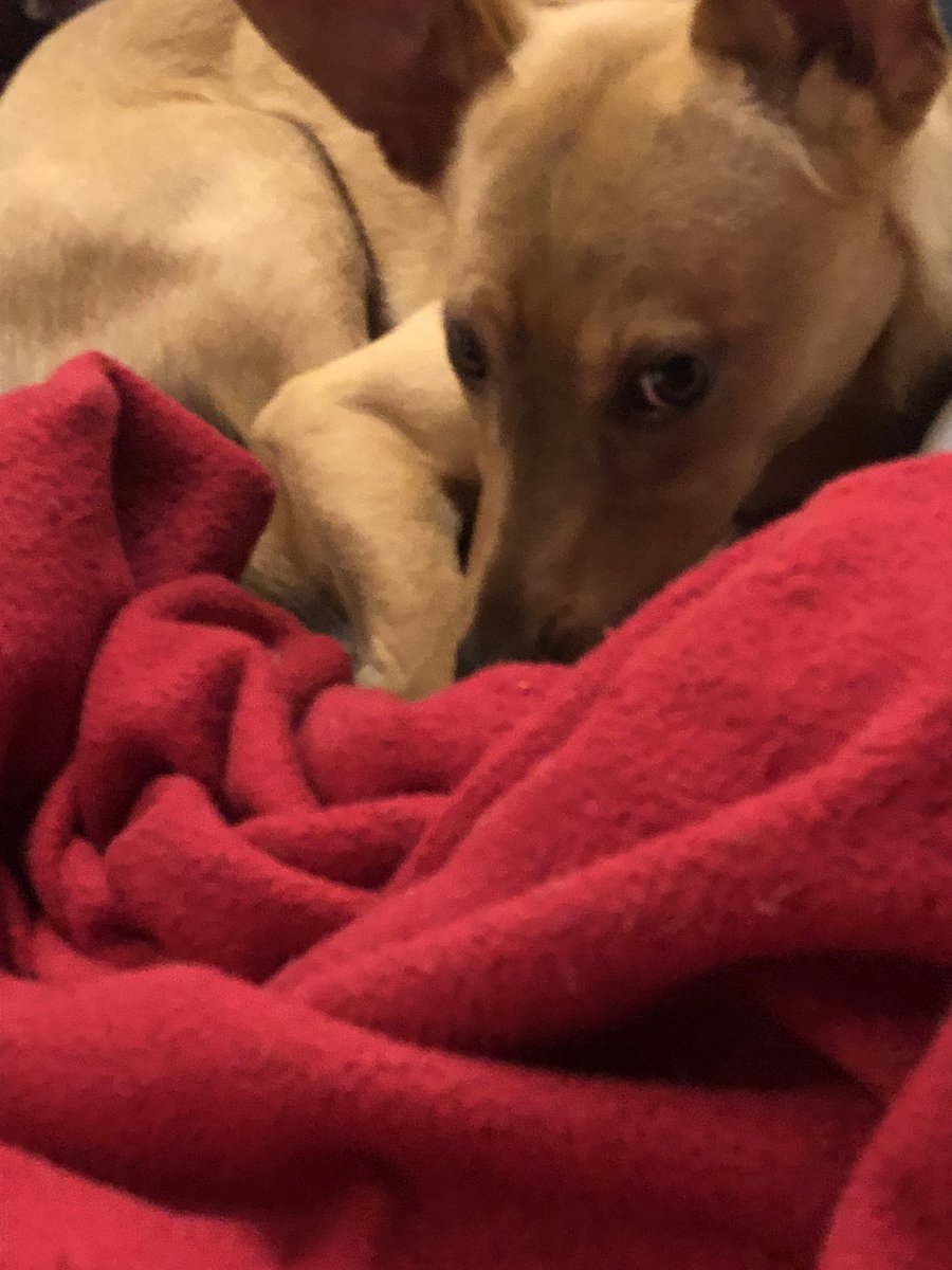 Der Hund findet es albern, wenn ich ihn wegen der Ohren heimlich fotografieren möchte.