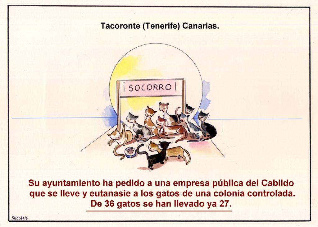 SOS Felina tweet media