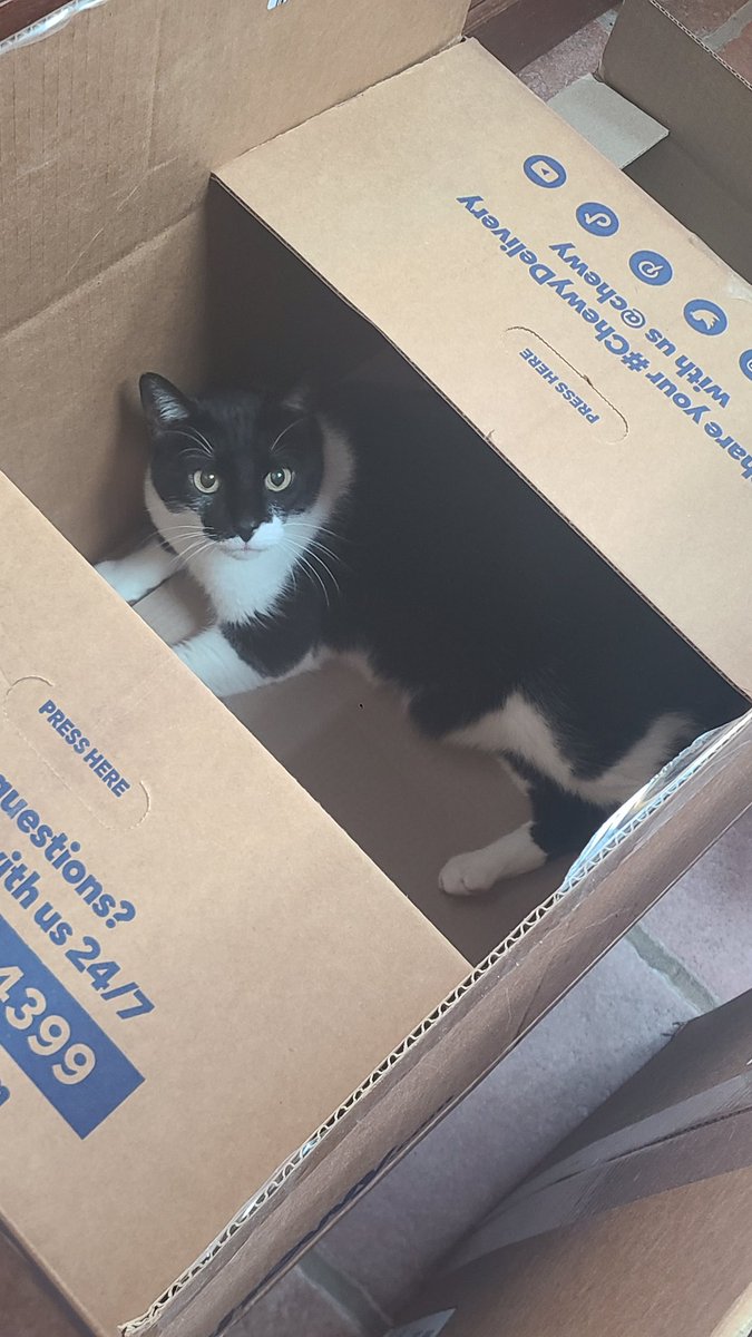This ship has come from the homeworld, and I mean to return in it. #CatsOfTwitter #ChewyDelivery