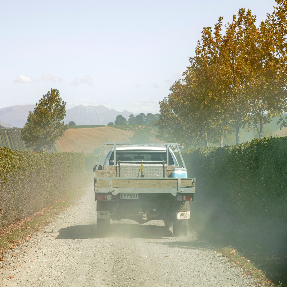 If wine is 'made in the vineyard' then 'harvest is decided in the ute'! Up and down rows, in and out of blocks, to and from vineyards - every day - to taste and analyse grapes on the vine. ⁠ ⁠

#easterharvest #nzv23 #greywackers
⁠
📷️ Richard Briggs Photography