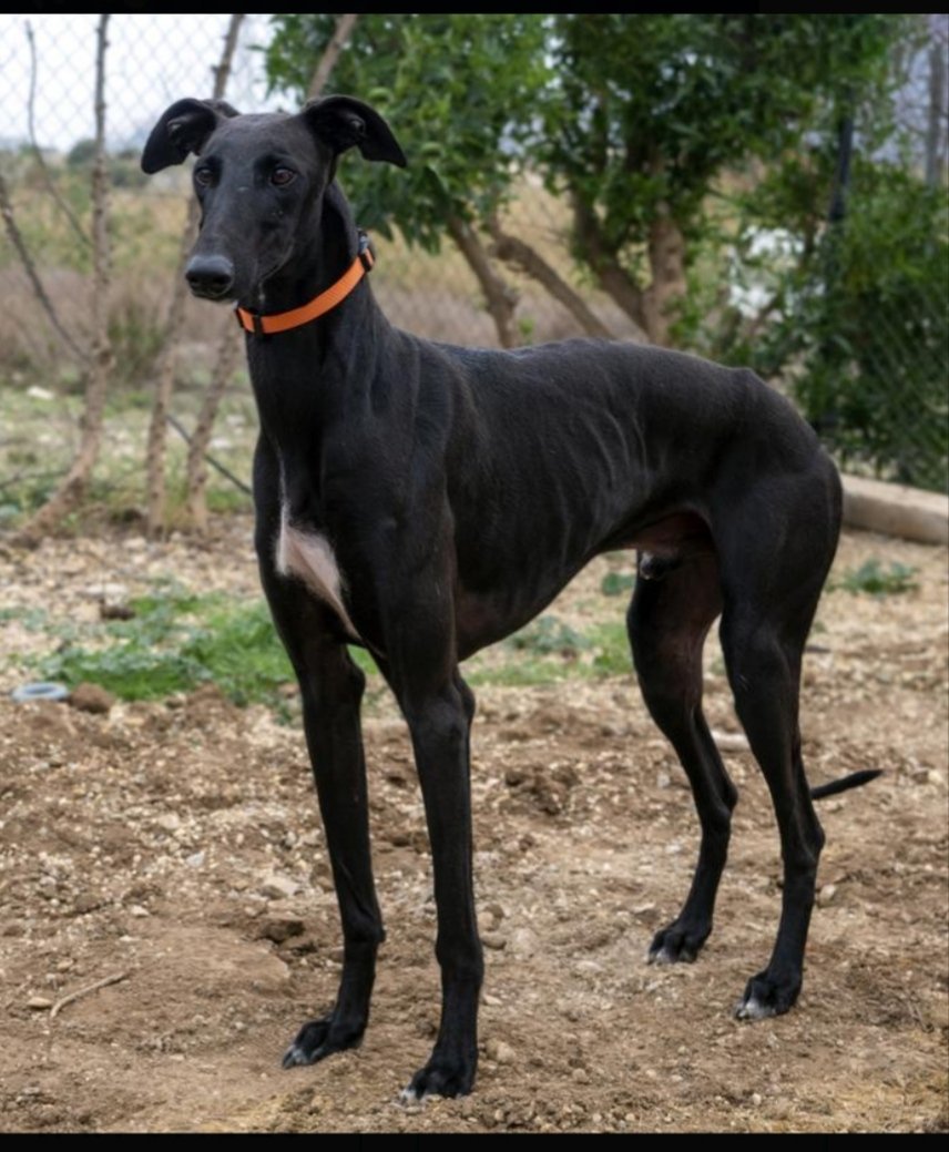 AnimalistaEleos's tweet photo. Chulo en adopción. Es un galgo sano de cuatro años, sociable con perros y gatos y muy cariñoso 💕 https://t.co/VJmNovieSa