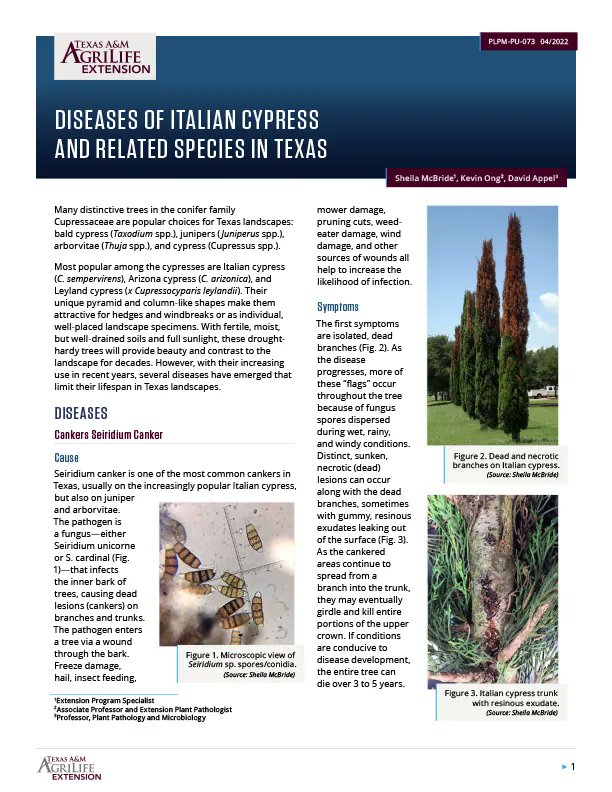txplantclinic's tweet photo. Happy Good Friday (04/07/23)! Getting inquiries of problems on cedars, junipers. Lots of damage around TX. Extension publication PU-PLPM-073 is a good resource (https://t.co/QIVJMLaozN). -KO @TXplantDr #extPLPM #cankers #juniper #cedar #treeproblem #plantdisease #nature https://t.co/cAtcXdhLed
