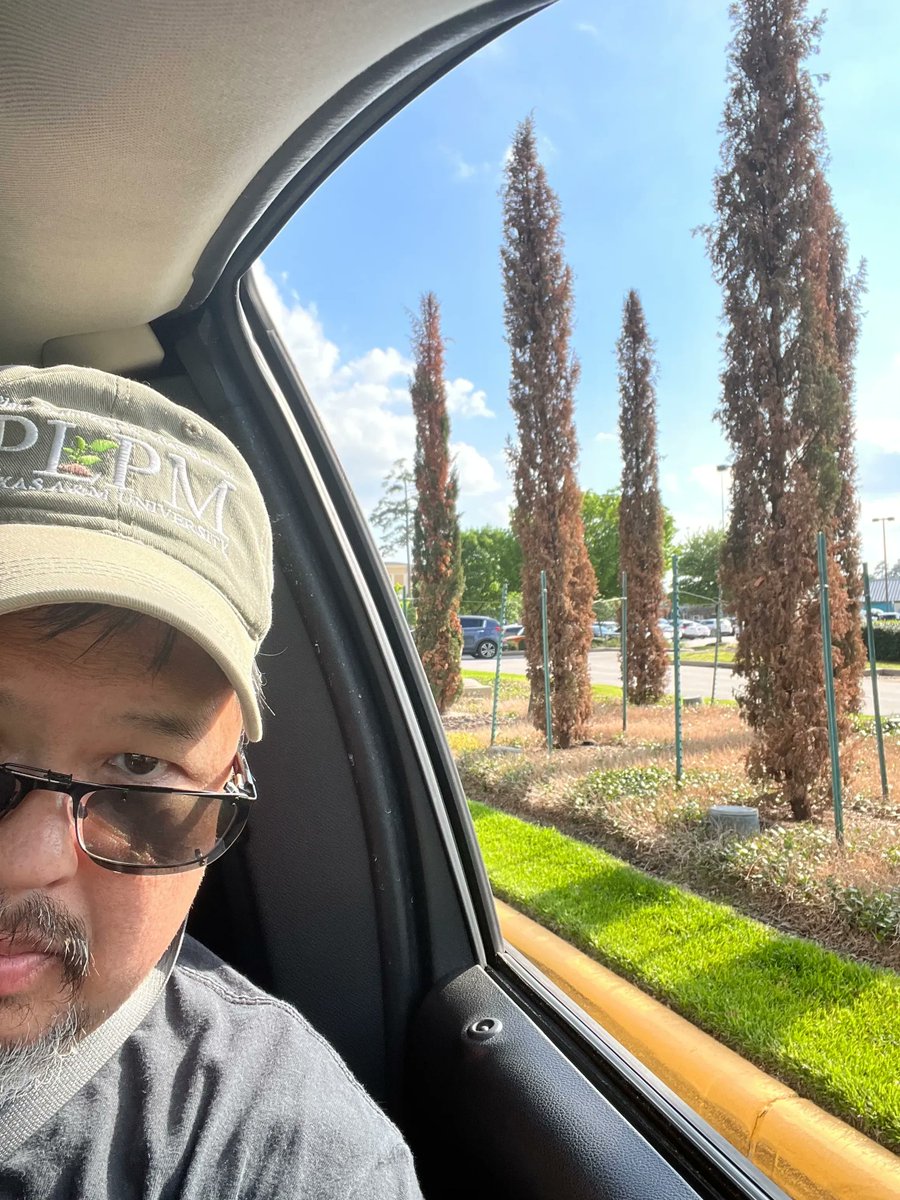 txplantclinic's tweet photo. Happy Good Friday (04/07/23)! Getting inquiries of problems on cedars, junipers. Lots of damage around TX. Extension publication PU-PLPM-073 is a good resource (https://t.co/QIVJMLaozN). -KO @TXplantDr #extPLPM #cankers #juniper #cedar #treeproblem #plantdisease #nature https://t.co/cAtcXdhLed