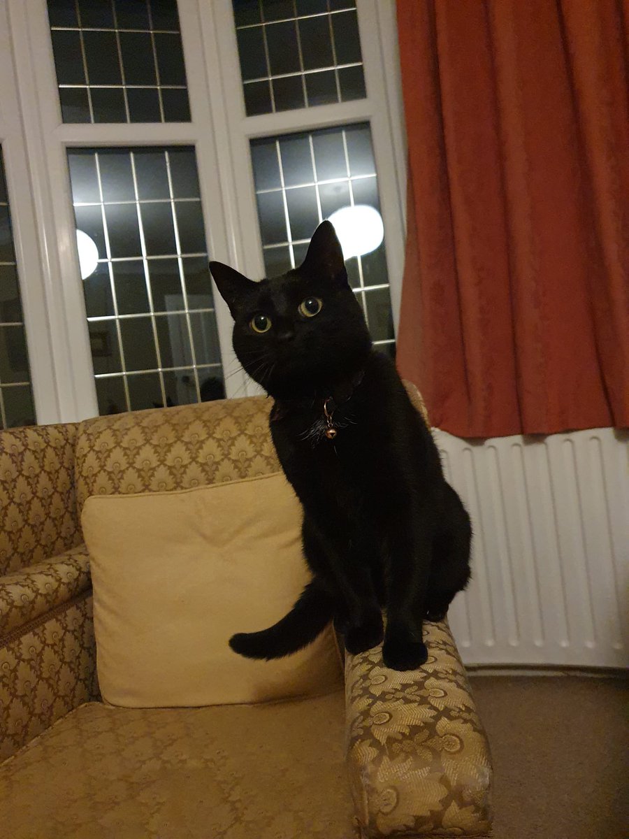 Kenny koala tweet media