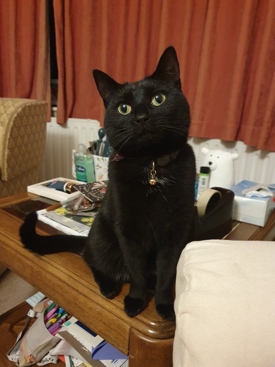 Kenny koala tweet media