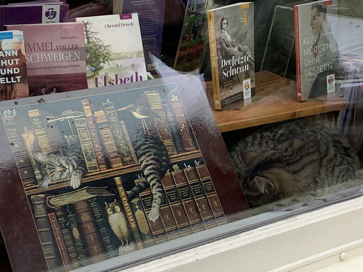 Sleeping cat between books ^2 found today #bookshop #buechersbest #window
