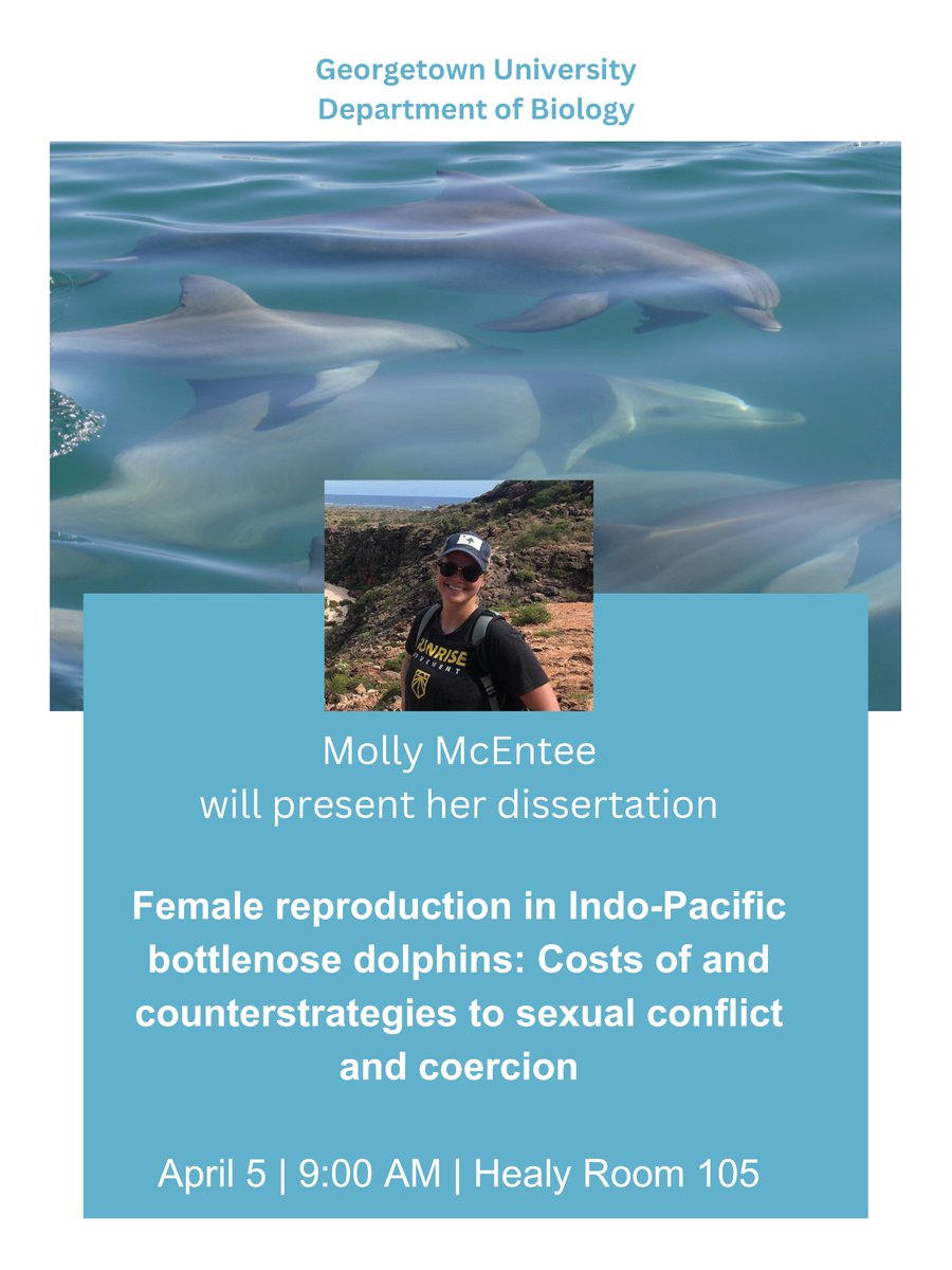 Shark Bay Dolphin Research Project tweet media