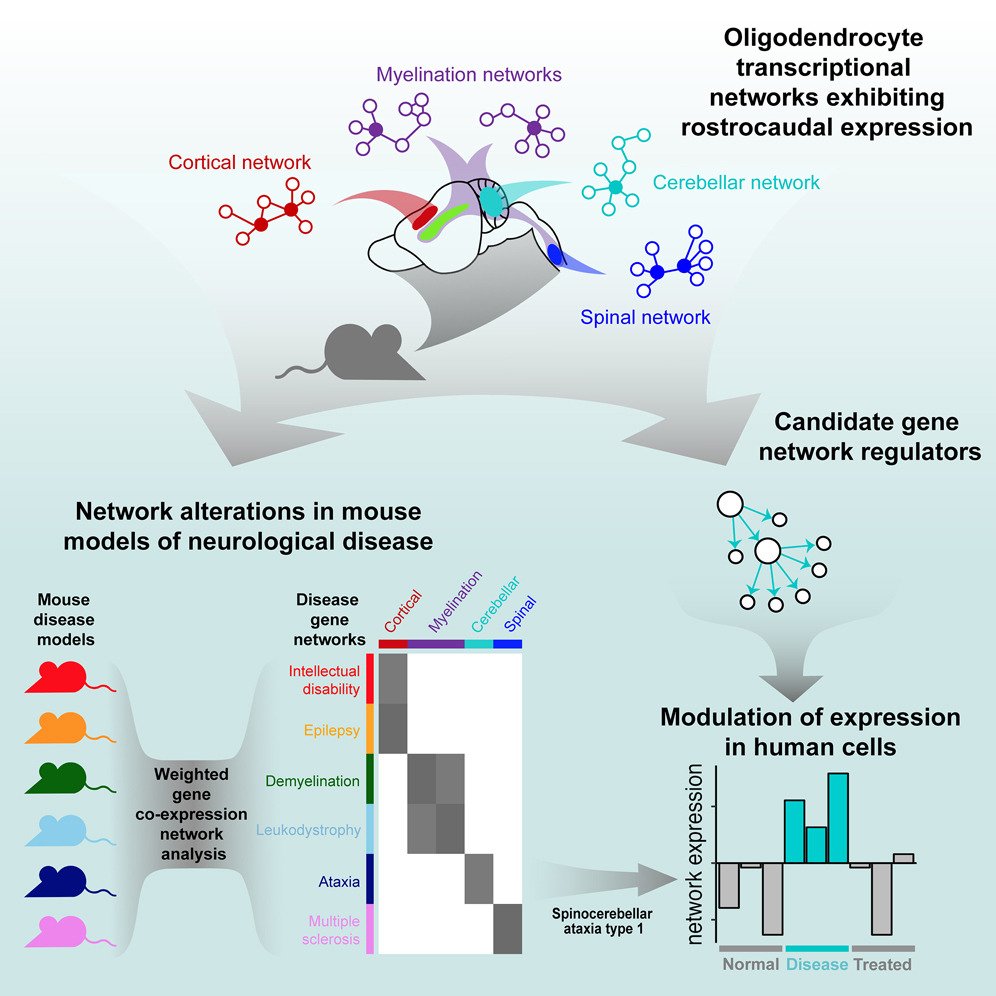 This <a href="/iScience_CP/">iScience journal</a> study with Kathie Ngo and Drs. <a href="/HinmanLabUCLA/">Jason Hinman</a> and <a href="/FogelLab/">Brent Fogel</a> identifies targetable region-specific vulnerabilities to neurological disease mediated by oligodendrocytes.

#neurotwitter 
sciencedirect.com/science/articl…