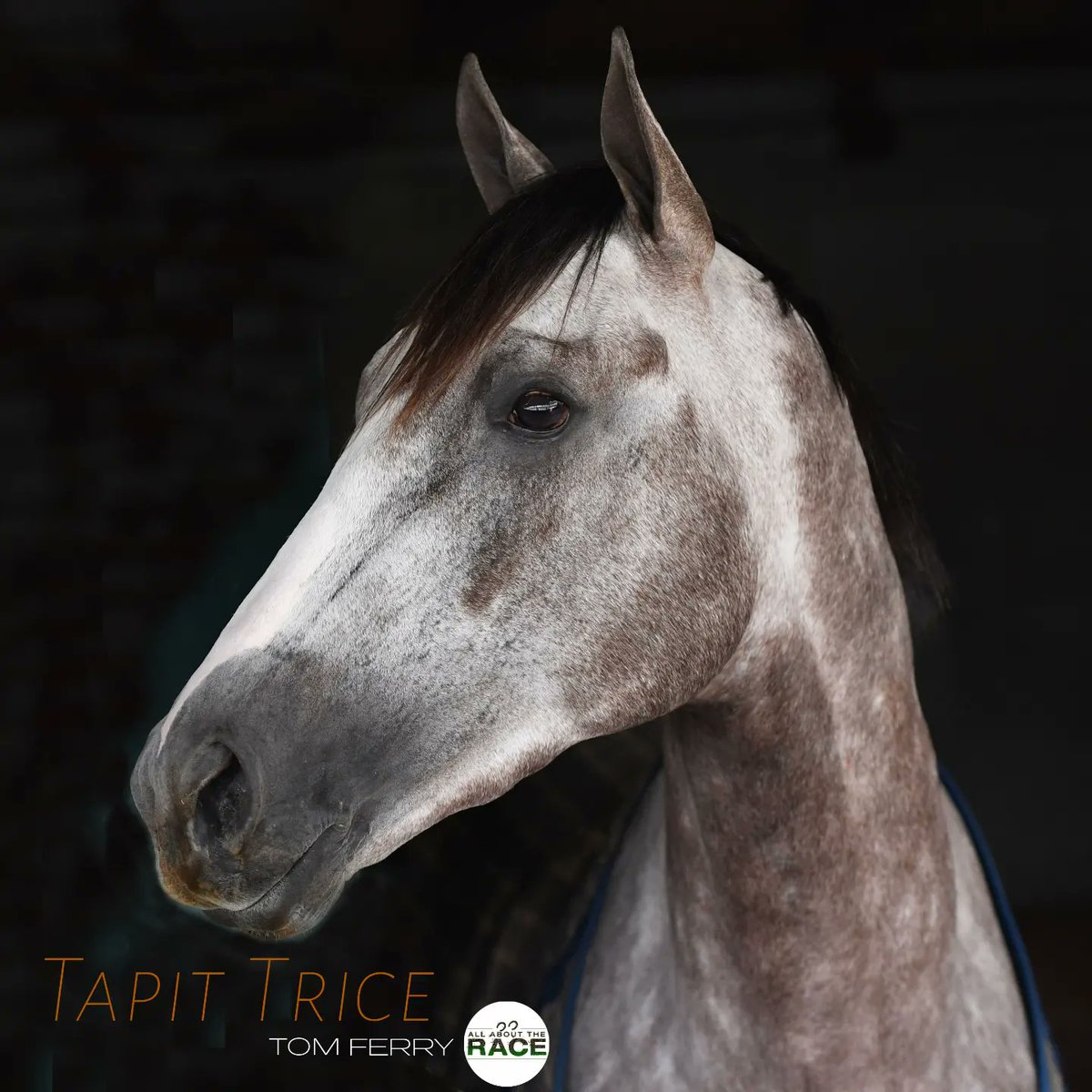 allbouttherace's tweet image. #TapitTrice takes in the #Keeneland sights on the eve of his start in the #BluegrassStakes. Our 📷 Tom Ferry is at KEE this weekend &amp;amp; will be at #OaklawnPark next wknd to shoot. Send DM if you would like him to 📷 your 🏇 or group.
#AllAboutTheRace #TheBusinessOfHorseRacing