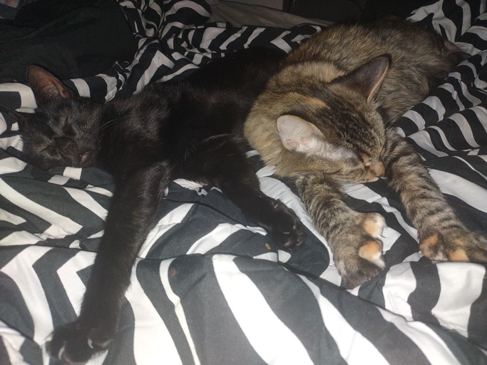 OGstevi's tweet photo. Click! My four-legged friend and I are the newest members of the #FurBuddies Community! 🐶 🐱They'll sample free pet products while I share my reviews. So excited! 😻 Join me to connect with other pet parents, sample #FreePetProducts, and more. #ad https://t.co/zHCS62SEiT https://t.co/90lqIa3JLY