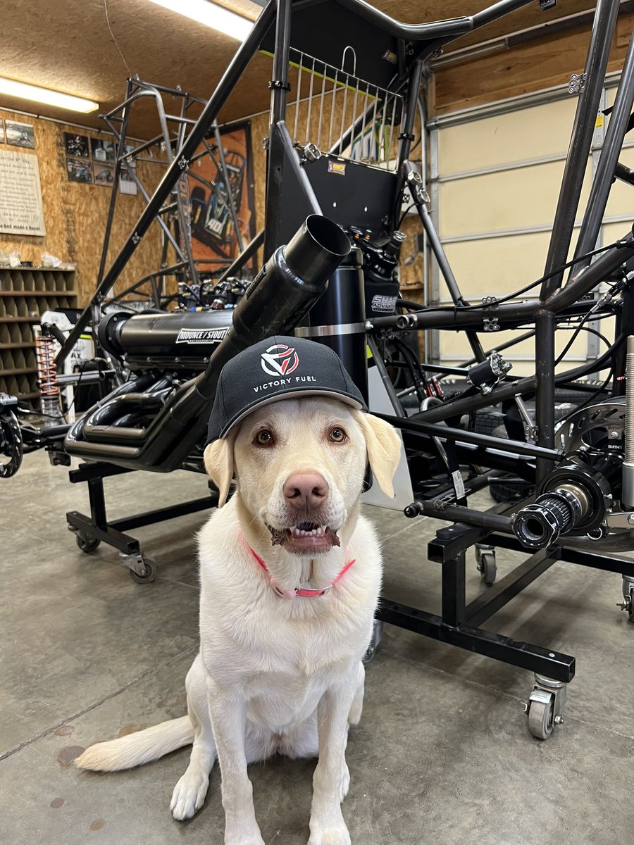 Belle is patiently waiting for the @Drink_Victory restock! Order yours to stay hydrated & energized this summer 💪🏼

We’re back on track next weekend @I55Raceway with @Xtreme_Outlaw @WorldofOutlaws! 

drinkvictory.com | #FuelYourVictory