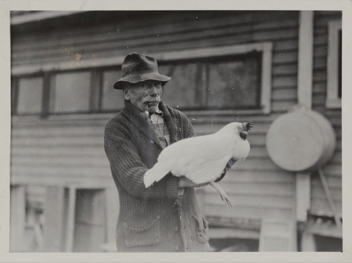 ucmercedlib's tweet image. Winner of a 1926 poultry contest with 200 eggs!: fal.cn/3xeDi) found in the #Modoc County, UC Cooperative Extension Records for #ArchivesForTheBirds!

#UCMercedLibrary #UCMercedCARA #ArchivesHashtagParty #UCCE #NHPRC