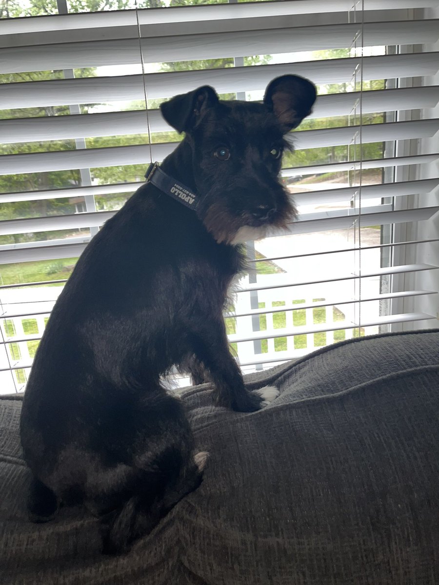 ApolloLovesFun's tweet image. Happy Friday Frens! I command the window watching just like a kitty, don’t ya think? Also do you like my haircut? The Hoos wisked me away to some spa day but I didn’t think it was very relaxing. Tuh!