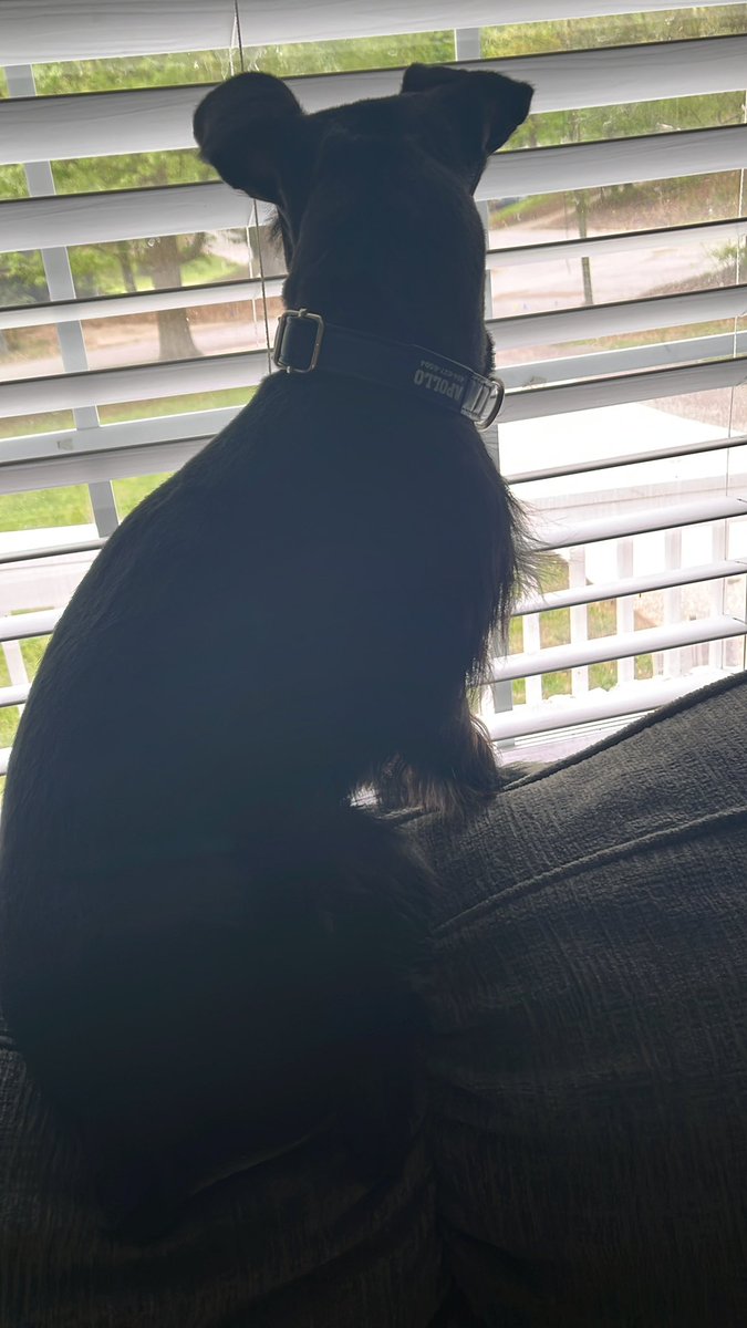 ApolloLovesFun's tweet image. Happy Friday Frens! I command the window watching just like a kitty, don’t ya think? Also do you like my haircut? The Hoos wisked me away to some spa day but I didn’t think it was very relaxing. Tuh!