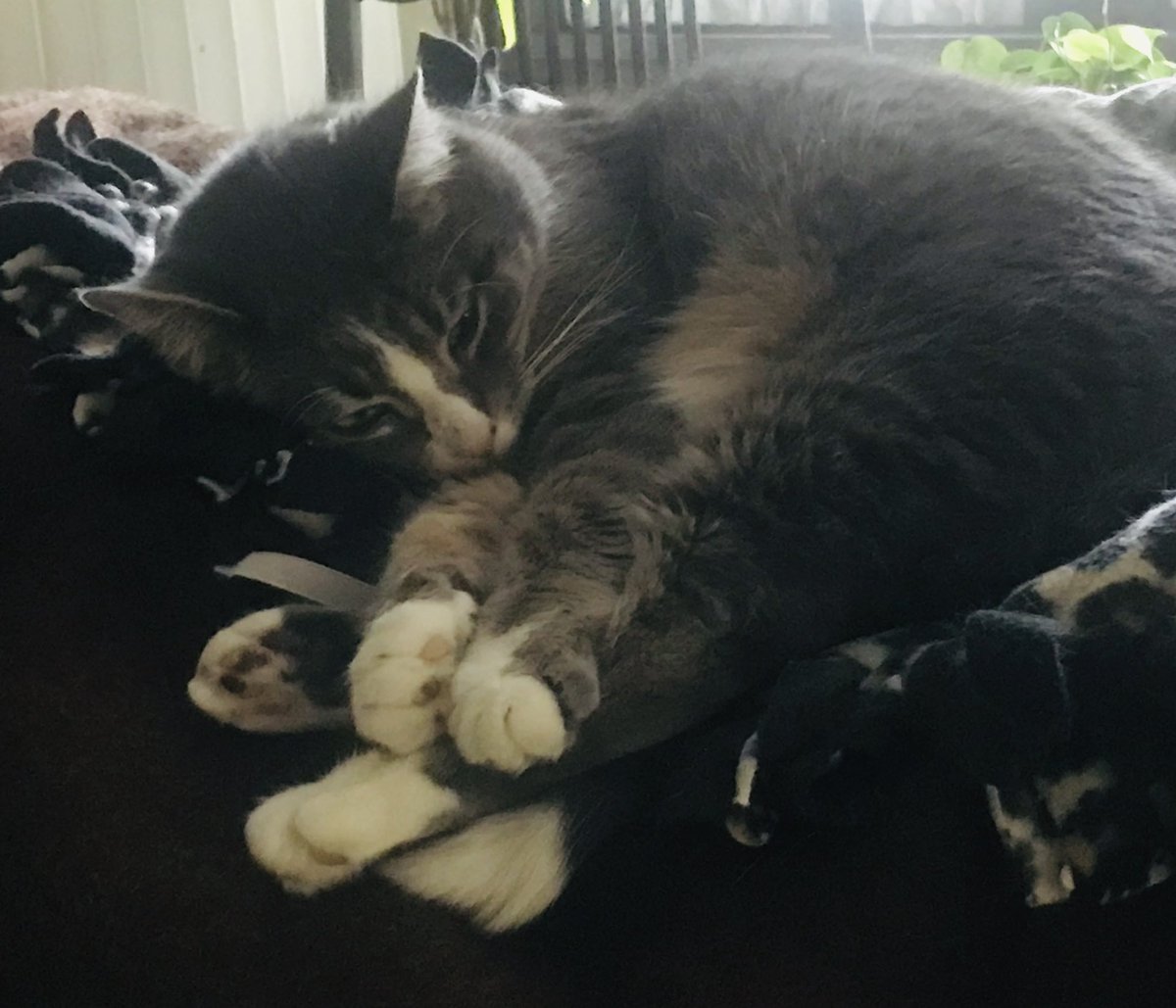 With a heavy broken heart 💔 Regi has gone 🌈OTR🌈 today😿 

Please keep Regi and Mommy in your thoughts and prayers 🙏🏻

OTR HedgeWatchers are guiding Regi now, so he’s in good hands now. 

Let’s get a Paw Circle🐾 going for Regi

#PawCircleForRegi #Hedgewatch <a href="/madameraerae/">Rachel Corsini</a>