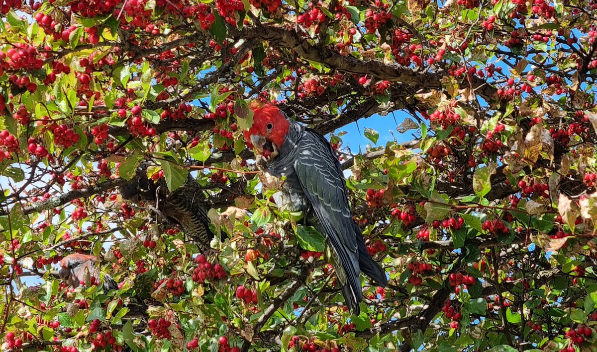 Four gang gangs dining out on a tree in Canberra's inner north. <a href="/ParrotOfTheDay/">ParrotOfTheDay (eXiting). Find us on Insta/Threads</a>
